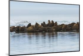 Group of Walrus (Odobenus Rosmarus) Resting-Gabrielle and Michel Therin-Weise-Mounted Photographic Print