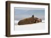 Group of Walrus (Odobenus Rosmarus) Resting-Gabrielle and Michel Therin-Weise-Framed Photographic Print