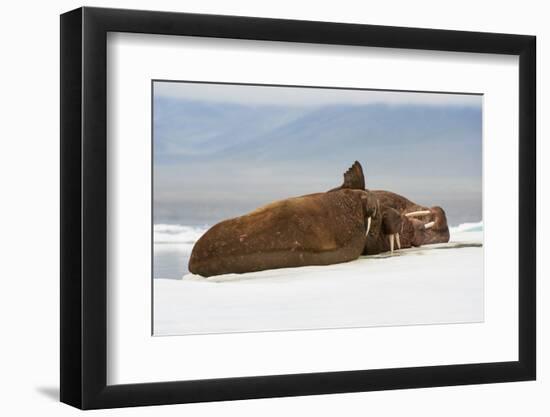 Group of Walrus (Odobenus Rosmarus) Resting-Gabrielle and Michel Therin-Weise-Framed Photographic Print