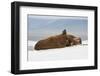 Group of Walrus (Odobenus Rosmarus) Resting-Gabrielle and Michel Therin-Weise-Framed Photographic Print