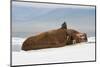 Group of Walrus (Odobenus Rosmarus) Resting-Gabrielle and Michel Therin-Weise-Mounted Photographic Print