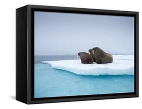Group of Walrus on ice-Paul Souders-Framed Stretched Canvas