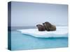 Group of Walrus on ice-Paul Souders-Stretched Canvas