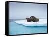 Group of Walrus on ice-Paul Souders-Framed Stretched Canvas