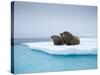 Group of Walrus on ice-Paul Souders-Stretched Canvas