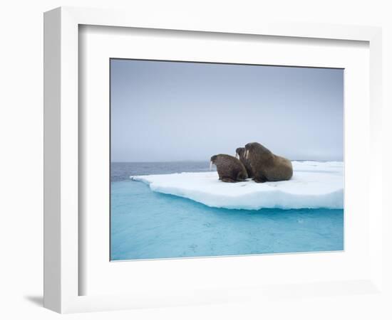 Group of Walrus on ice-Paul Souders-Framed Photographic Print