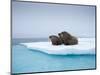 Group of Walrus on ice-Paul Souders-Mounted Photographic Print