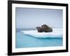 Group of Walrus on ice-Paul Souders-Framed Photographic Print