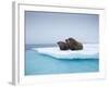 Group of Walrus on ice-Paul Souders-Framed Photographic Print