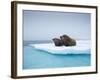 Group of Walrus on ice-Paul Souders-Framed Photographic Print