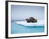 Group of Walrus on ice-Paul Souders-Framed Photographic Print