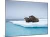 Group of Walrus on ice-Paul Souders-Mounted Photographic Print