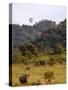 Group of White Rhinos and Balloon, Pilanesberg National Park, Sun City, South Africa, Africa-Peter Groenendijk-Stretched Canvas