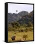 Group of White Rhinos and Balloon, Pilanesberg National Park, Sun City, South Africa, Africa-Peter Groenendijk-Framed Stretched Canvas