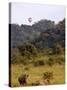 Group of White Rhinos and Balloon, Pilanesberg National Park, Sun City, South Africa, Africa-Peter Groenendijk-Stretched Canvas