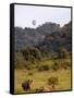 Group of White Rhinos and Balloon, Pilanesberg National Park, Sun City, South Africa, Africa-Peter Groenendijk-Framed Stretched Canvas