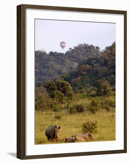 Group of White Rhinos and Balloon, Pilanesberg National Park, Sun City, South Africa, Africa-Peter Groenendijk-Framed Photographic Print