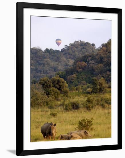 Group of White Rhinos and Balloon, Pilanesberg National Park, Sun City, South Africa, Africa-Peter Groenendijk-Framed Photographic Print