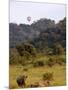 Group of White Rhinos and Balloon, Pilanesberg National Park, Sun City, South Africa, Africa-Peter Groenendijk-Mounted Photographic Print