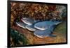 Group of Whitetip reef sharks resting, Revillagigedo Islands-Alex Mustard-Framed Photographic Print