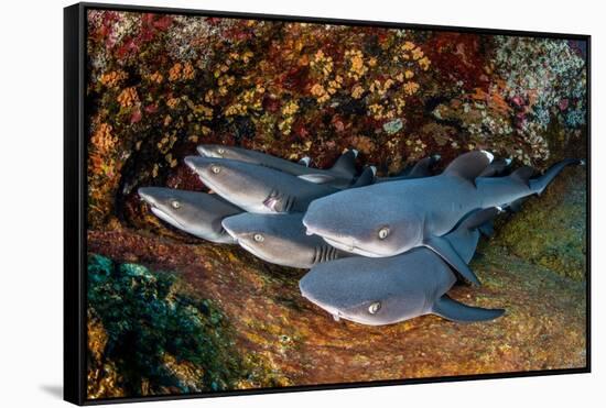 Group of Whitetip reef sharks resting, Revillagigedo Islands-Alex Mustard-Framed Stretched Canvas