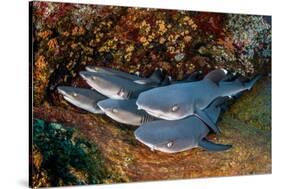 Group of Whitetip reef sharks resting, Revillagigedo Islands-Alex Mustard-Stretched Canvas