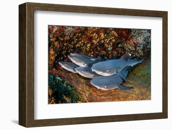 Group of Whitetip reef sharks resting, Revillagigedo Islands-Alex Mustard-Framed Photographic Print