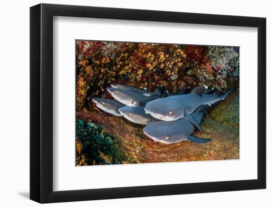 Group of Whitetip reef sharks resting, Revillagigedo Islands-Alex Mustard-Framed Photographic Print