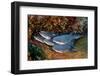 Group of Whitetip reef sharks resting, Revillagigedo Islands-Alex Mustard-Framed Photographic Print