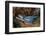 Group of Whitetip reef sharks resting, Revillagigedo Islands-Alex Mustard-Framed Photographic Print