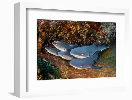 Group of Whitetip reef sharks resting, Revillagigedo Islands-Alex Mustard-Framed Photographic Print