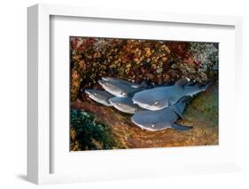 Group of Whitetip reef sharks resting, Revillagigedo Islands-Alex Mustard-Framed Photographic Print
