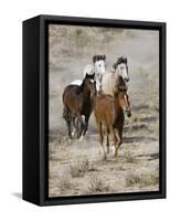 Group of Wild Horses, Cantering Across Sagebrush-Steppe, Adobe Town, Wyoming, USA-Carol Walker-Framed Stretched Canvas