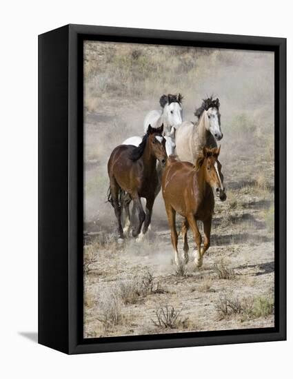 Group of Wild Horses, Cantering Across Sagebrush-Steppe, Adobe Town, Wyoming, USA-Carol Walker-Framed Stretched Canvas