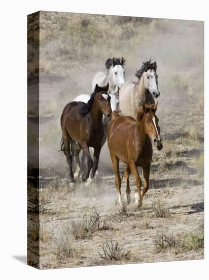 Group of Wild Horses, Cantering Across Sagebrush-Steppe, Adobe Town, Wyoming, USA-Carol Walker-Stretched Canvas