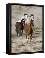 Group of Wild Horses, Cantering Across Sagebrush-Steppe, Adobe Town, Wyoming, USA-Carol Walker-Framed Stretched Canvas