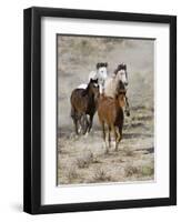 Group of Wild Horses, Cantering Across Sagebrush-Steppe, Adobe Town, Wyoming, USA-Carol Walker-Framed Premium Photographic Print