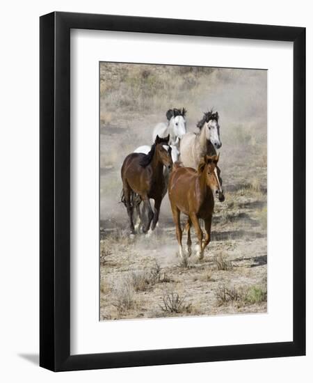 Group of Wild Horses, Cantering Across Sagebrush-Steppe, Adobe Town, Wyoming, USA-Carol Walker-Framed Premium Photographic Print