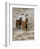 Group of Wild Horses, Cantering Across Sagebrush-Steppe, Adobe Town, Wyoming, USA-Carol Walker-Framed Premium Photographic Print