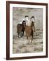 Group of Wild Horses, Cantering Across Sagebrush-Steppe, Adobe Town, Wyoming, USA-Carol Walker-Framed Photographic Print