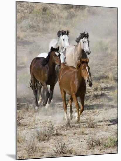 Group of Wild Horses, Cantering Across Sagebrush-Steppe, Adobe Town, Wyoming, USA-Carol Walker-Mounted Photographic Print