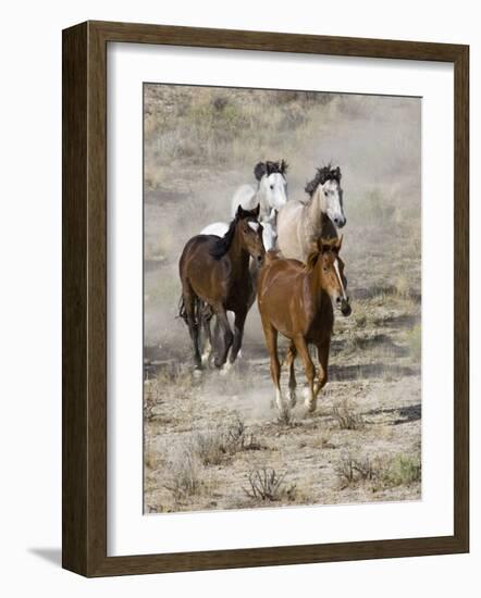 Group of Wild Horses, Cantering Across Sagebrush-Steppe, Adobe Town, Wyoming, USA-Carol Walker-Framed Photographic Print