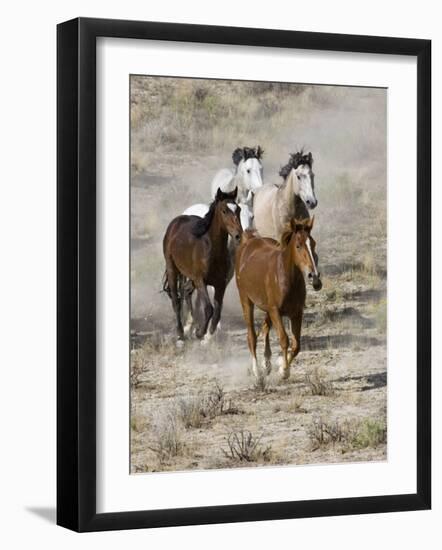 Group of Wild Horses, Cantering Across Sagebrush-Steppe, Adobe Town, Wyoming, USA-Carol Walker-Framed Photographic Print