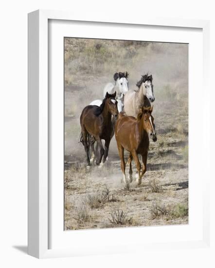 Group of Wild Horses, Cantering Across Sagebrush-Steppe, Adobe Town, Wyoming, USA-Carol Walker-Framed Photographic Print