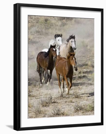 Group of Wild Horses, Cantering Across Sagebrush-Steppe, Adobe Town, Wyoming, USA-Carol Walker-Framed Photographic Print