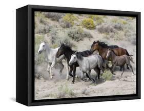 Group of Wild Horses, Cantering Across Sagebrush-Steppe, Adobe Town, Wyoming-Carol Walker-Framed Stretched Canvas