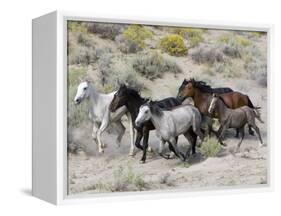 Group of Wild Horses, Cantering Across Sagebrush-Steppe, Adobe Town, Wyoming-Carol Walker-Framed Stretched Canvas