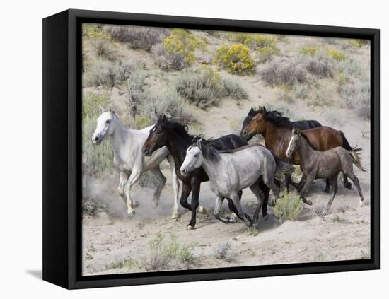 Group of Wild Horses, Cantering Across Sagebrush-Steppe, Adobe Town, Wyoming-Carol Walker-Framed Stretched Canvas