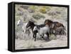 Group of Wild Horses, Cantering Across Sagebrush-Steppe, Adobe Town, Wyoming-Carol Walker-Framed Stretched Canvas