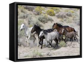 Group of Wild Horses, Cantering Across Sagebrush-Steppe, Adobe Town, Wyoming-Carol Walker-Framed Stretched Canvas